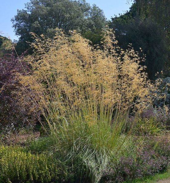 Stipa gigantea JAUNUMS 2025